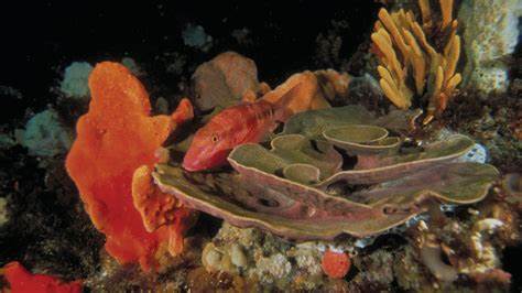 Colourful reef life at Wilsons Promontory