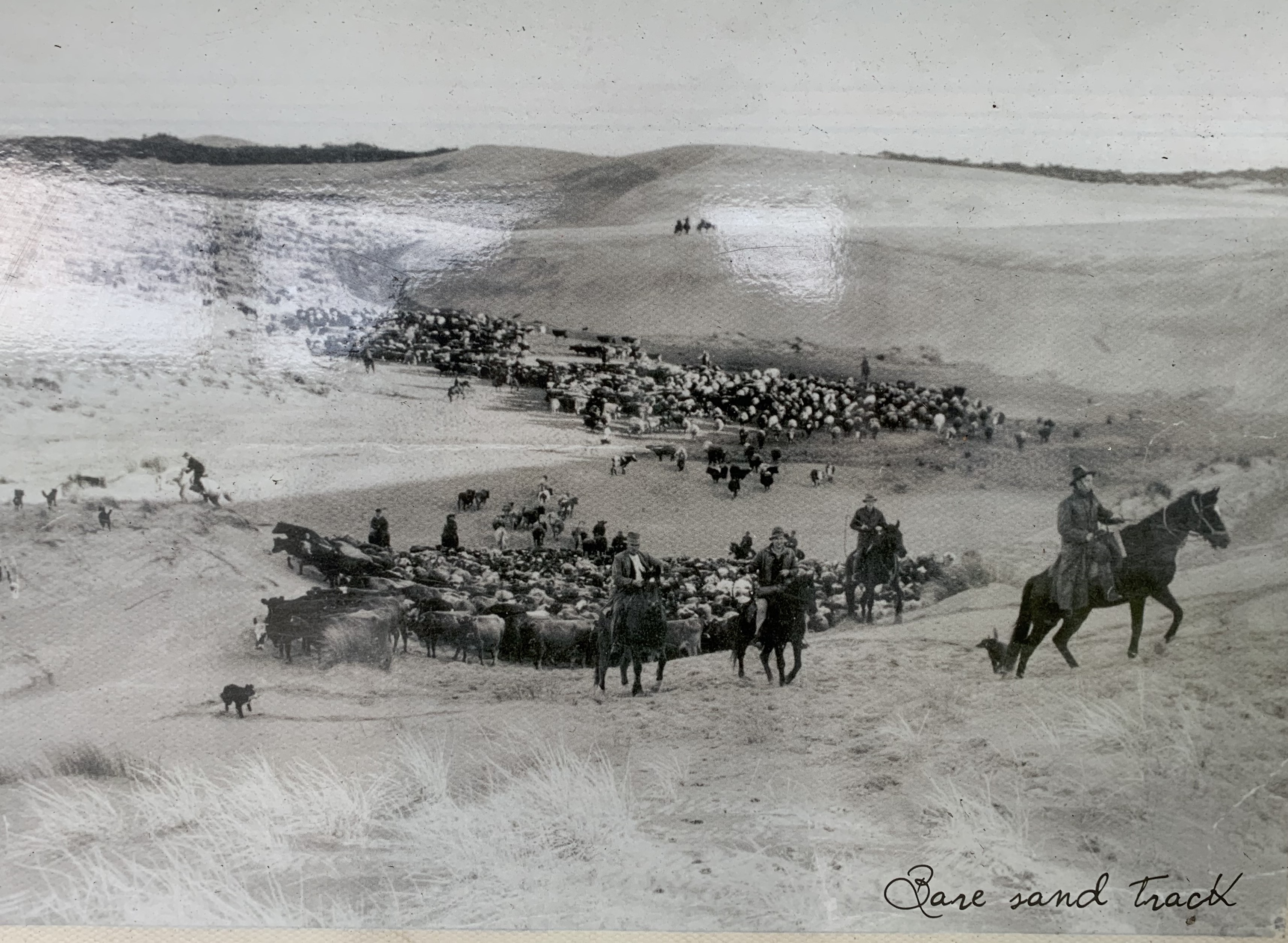 Cattle and riders moving along the bare sand track at Yanakie